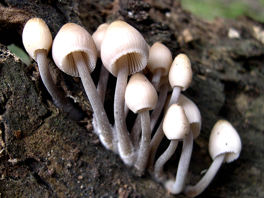 Dedicate al mio amico Verna (Mycena da determinare)